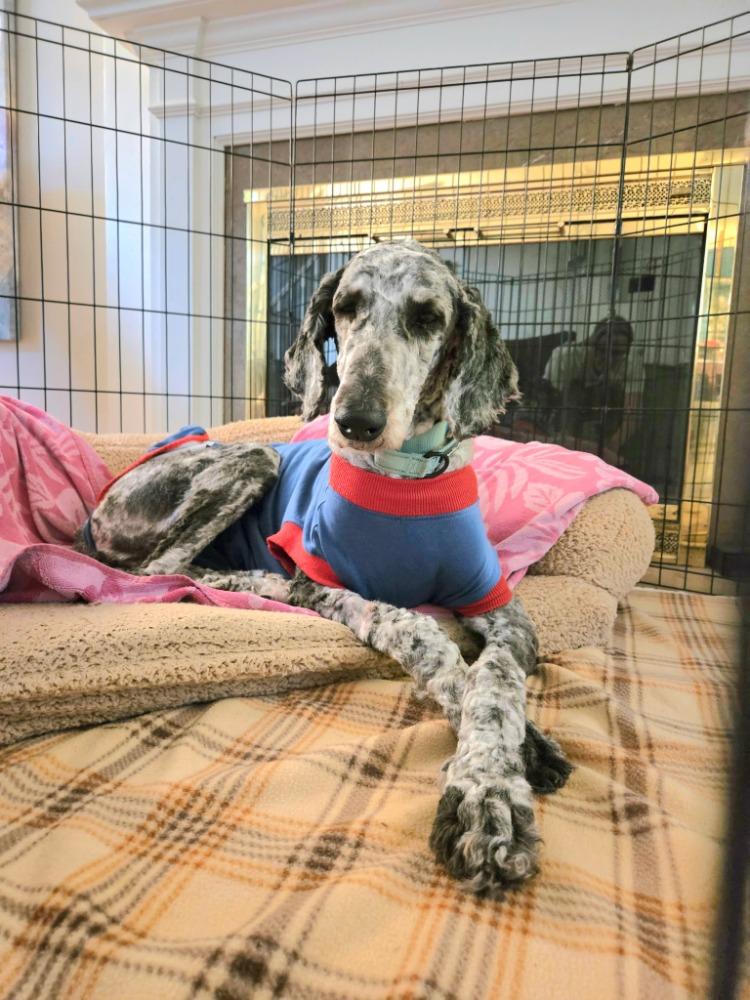 Enlarge Kate, an adopted Standard Poodle in Bowmanville, ON image 3/3