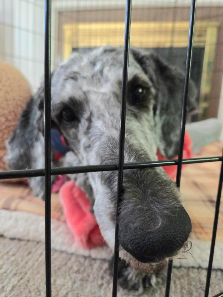 Enlarge Kate, an adopted Standard Poodle in Bowmanville, ON image 2/3