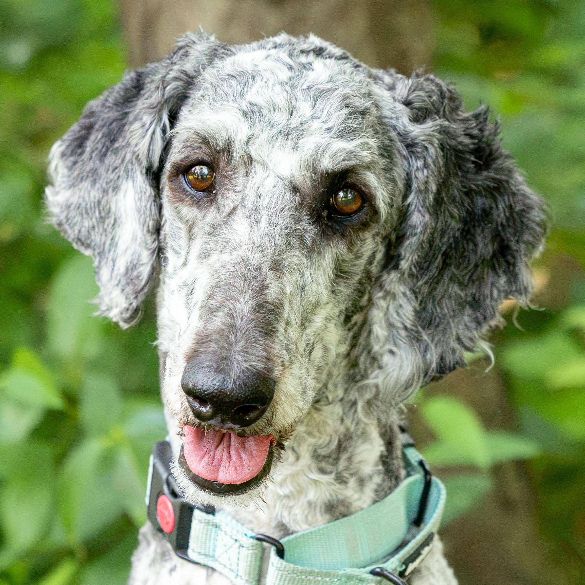 Enlarge Kate, an adopted Standard Poodle in Bowmanville, ON image 1/3