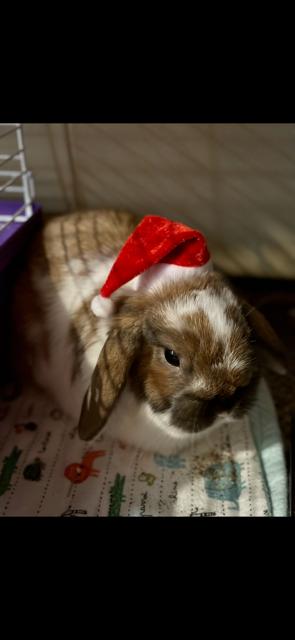 Toastie - photo 3