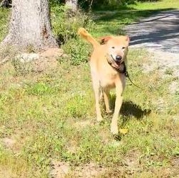 Enlarge HURRY, a Adoptable mixed breed in Norwood, ON image 2/4