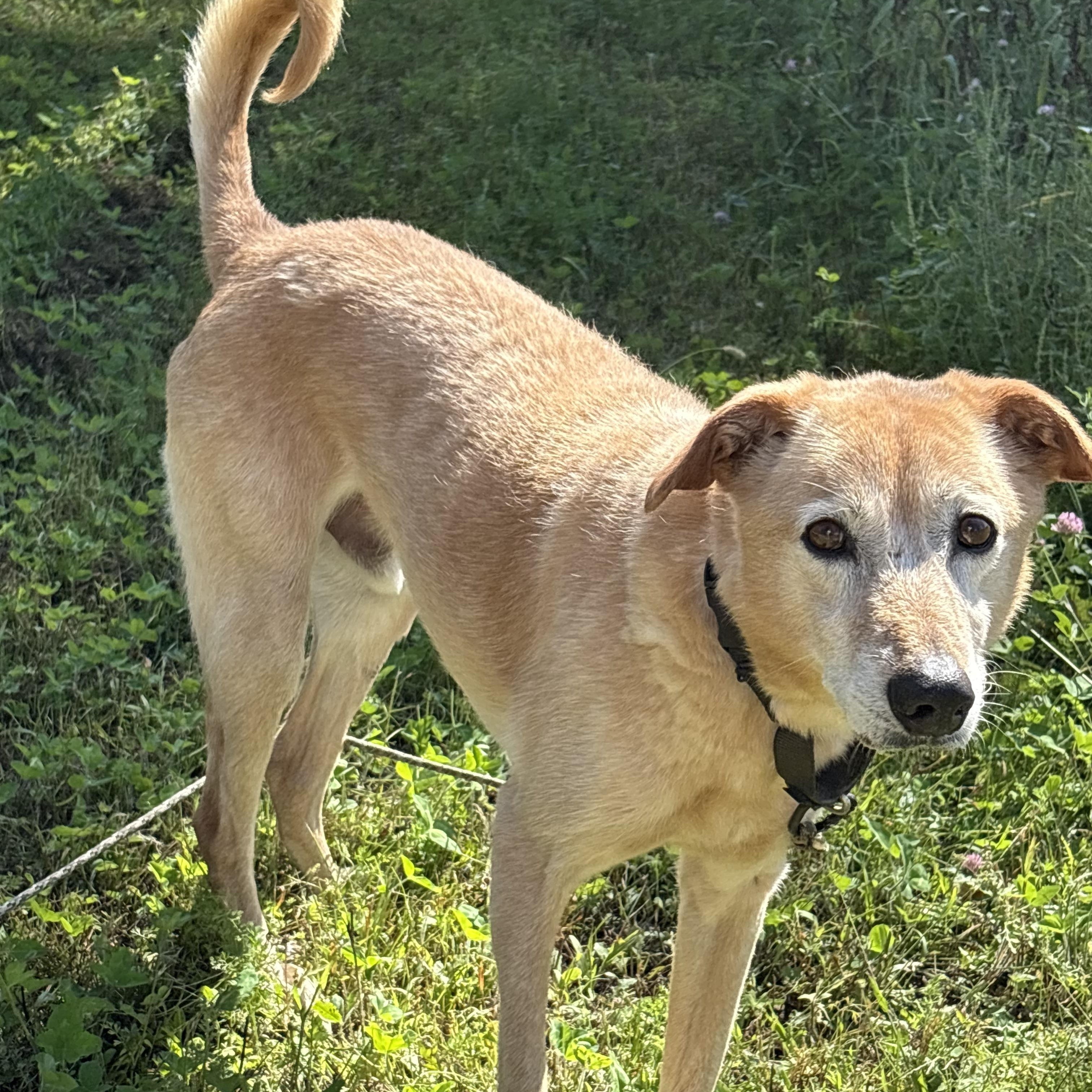 Enlarge HURRY, a Adoptable mixed breed in Norwood, ON image 3/4