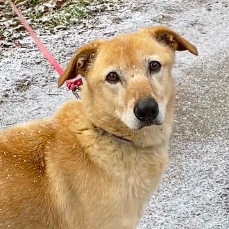 HURRY, Adoptable, Senior Male Saluki & Mixed Breed.