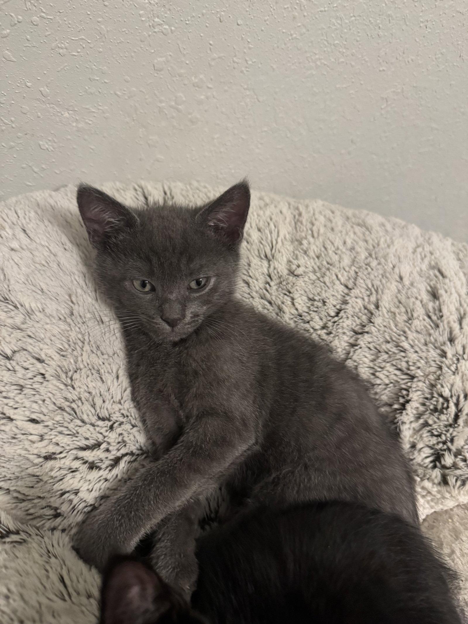 Brock (new), Adoptable, Kitten Male Domestic Short Hair.