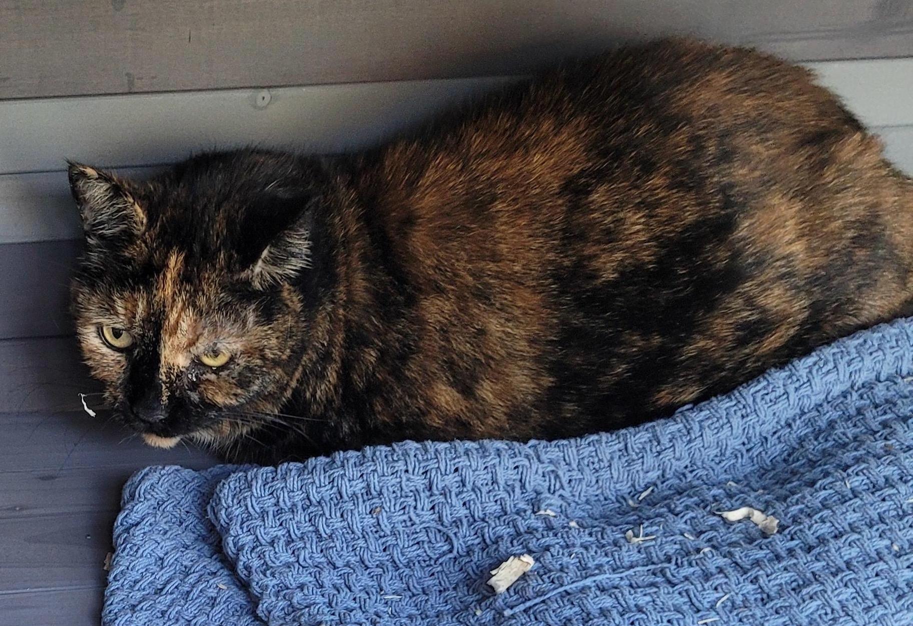 Enlarge Buttons n Bow, a Adoptable Domestic Short Hair in Pendleton, OR image 2/2