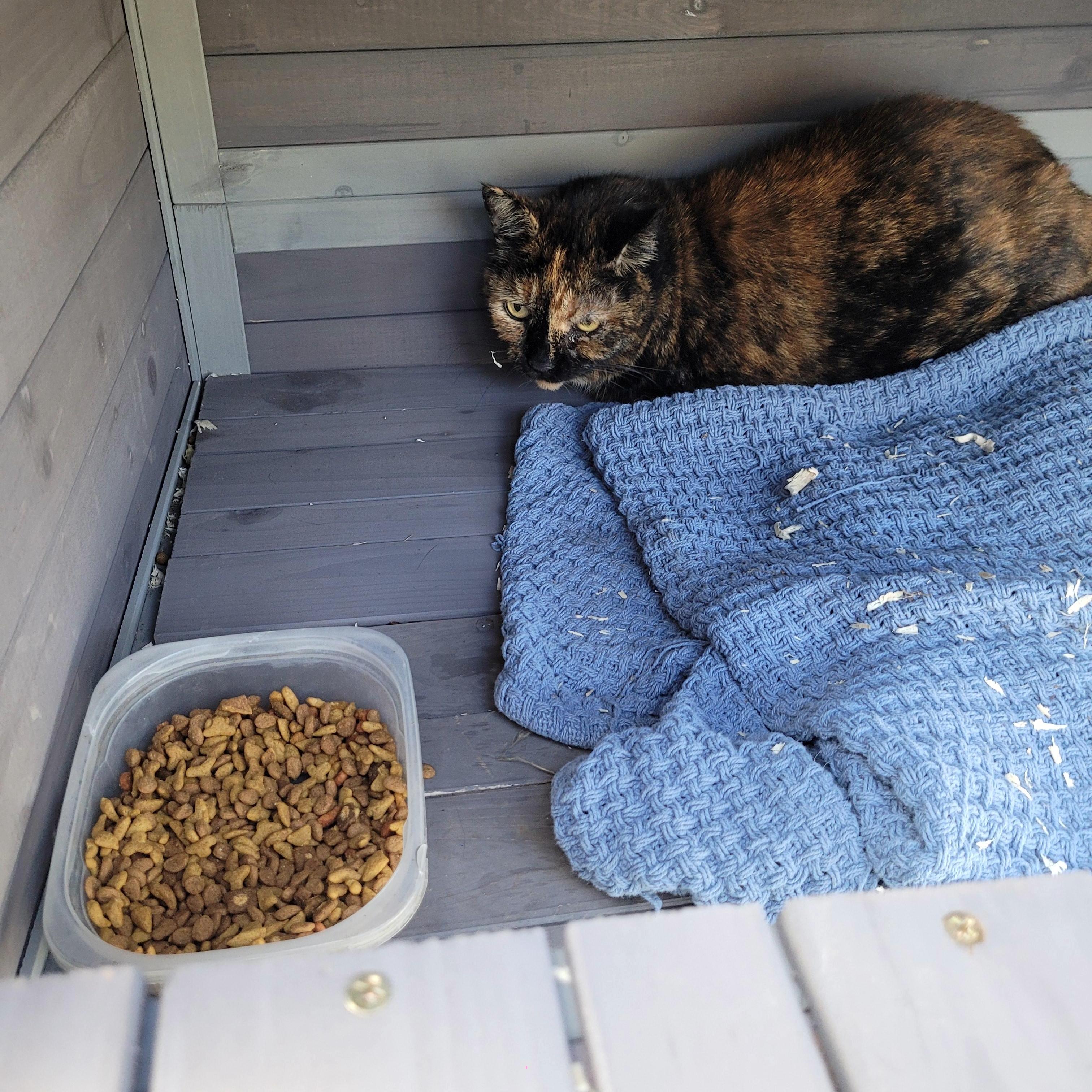 Buttons n Bow, Adoptable, Adult Female Domestic Short Hair.