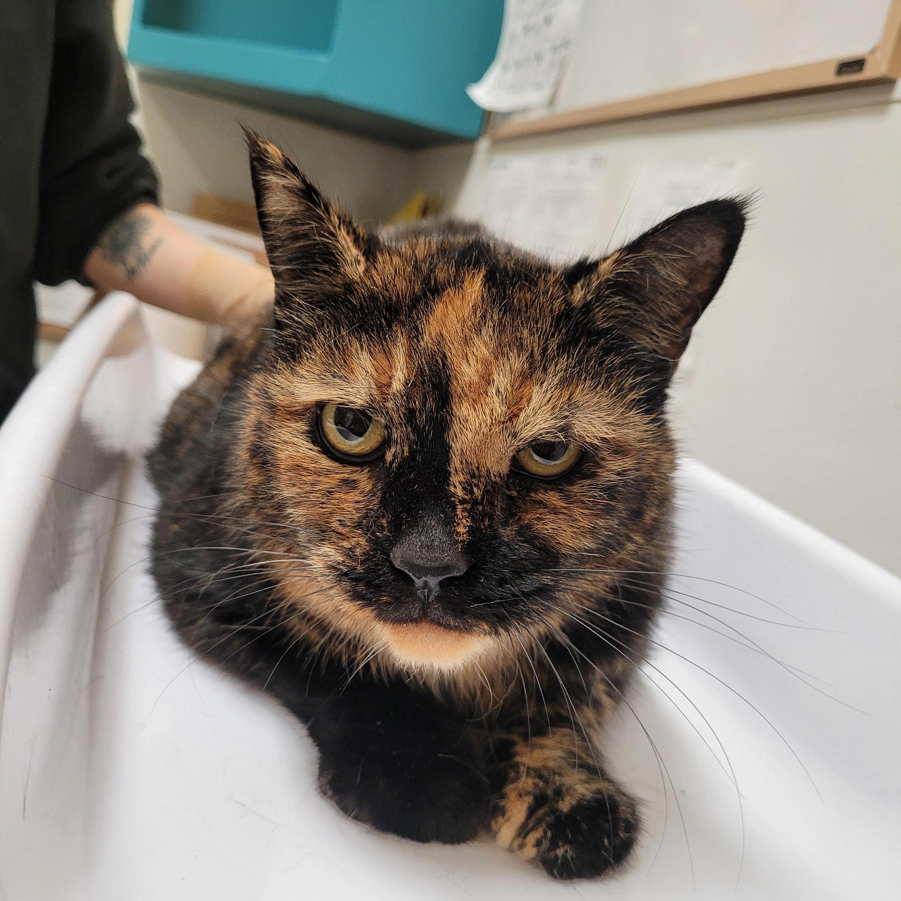 Enlarge Buttons n Bow, a Adoptable Domestic Short Hair in Pendleton, OR image 2/2