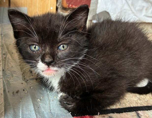 Nerissa, an adopted Domestic Short Hair in Bayonne, NJ image 1/4