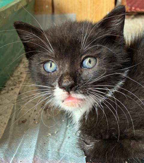 Nerissa, an adopted Domestic Short Hair in Bayonne, NJ image 4/4