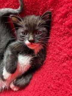 Nerissa, an adopted Domestic Short Hair in Bayonne, NJ image 2/4