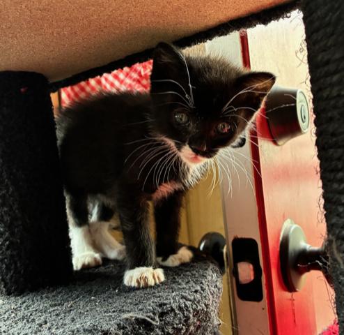 Nerissa, an adopted Domestic Short Hair in Bayonne, NJ image 3/4