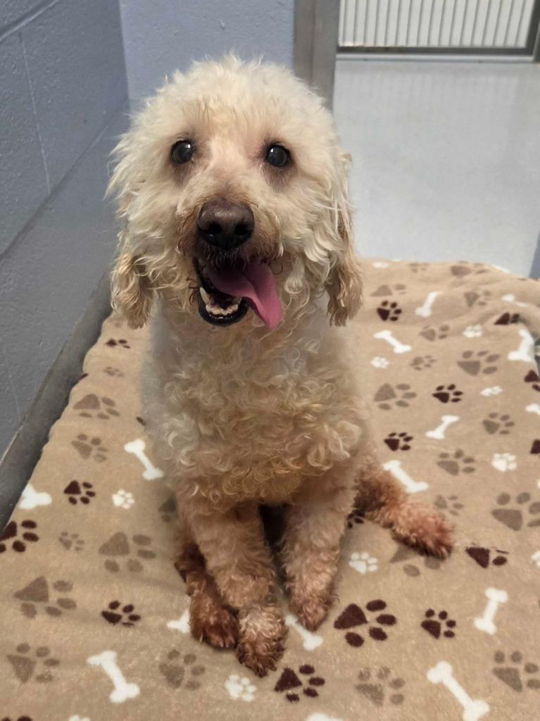 Lollipop, Adopted, Senior Female Golden Retriever & Poodle.