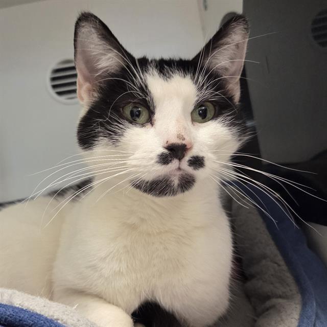 CICI, Adoptable, Young Female Domestic Short Hair.