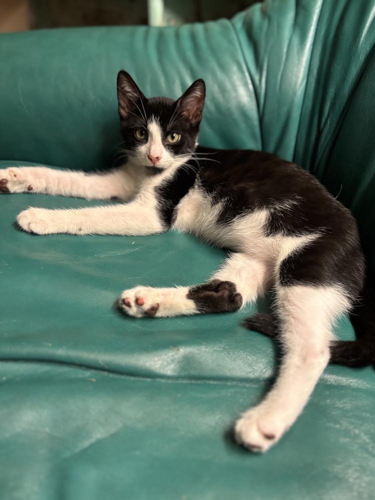 Enlarge Wuzzle, a Adoptable mixed breed in Wilmington, NC image 3/5