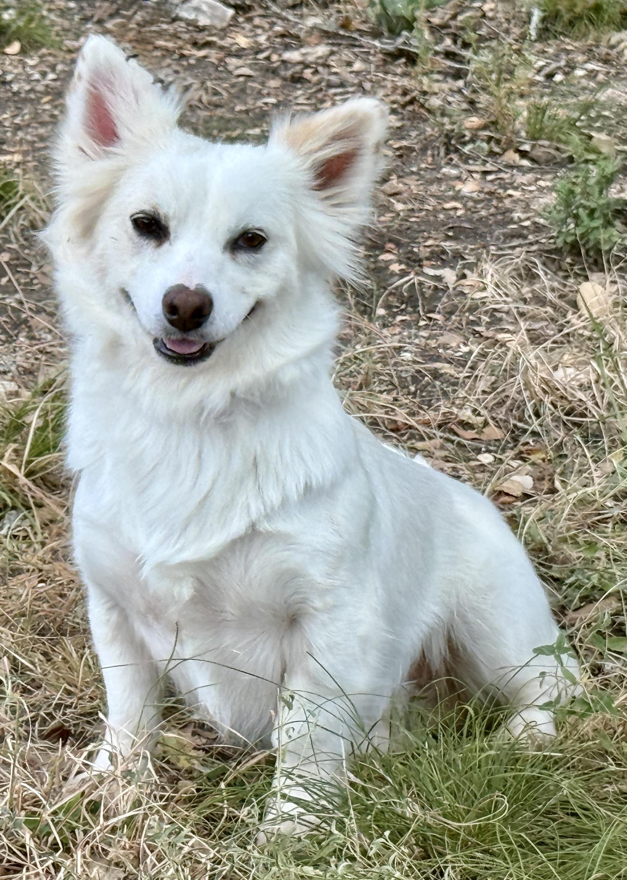 Dove ..one day I will fly away to my forever home, Adoptable, Adult Female Corgi & Spitz.