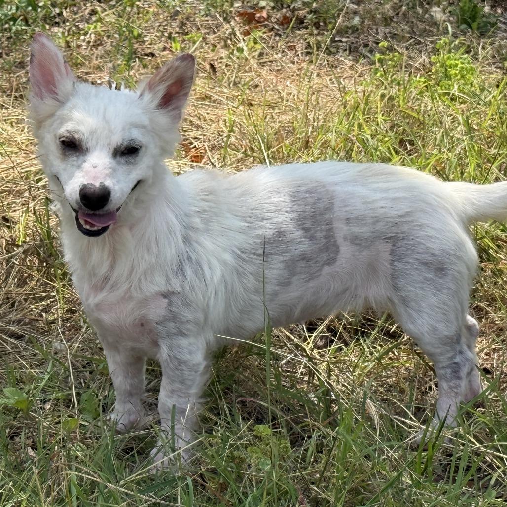 Enlarge Dove ..one day I will fly away to my forever home, a Adoptable mixed breed in Austin, TX image 5/6