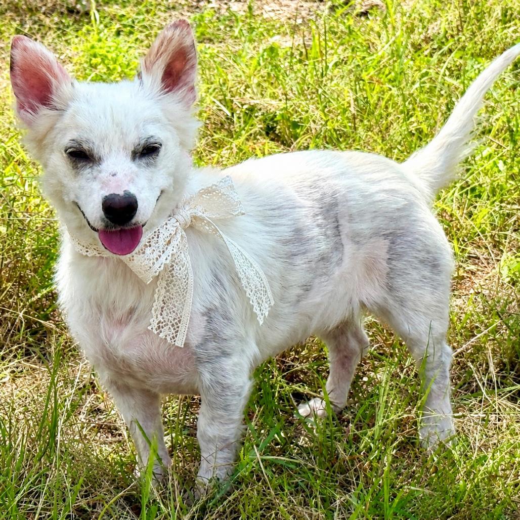 Enlarge Dove ..one day I will fly away to my forever home, a Adoptable mixed breed in Austin, TX image 6/6
