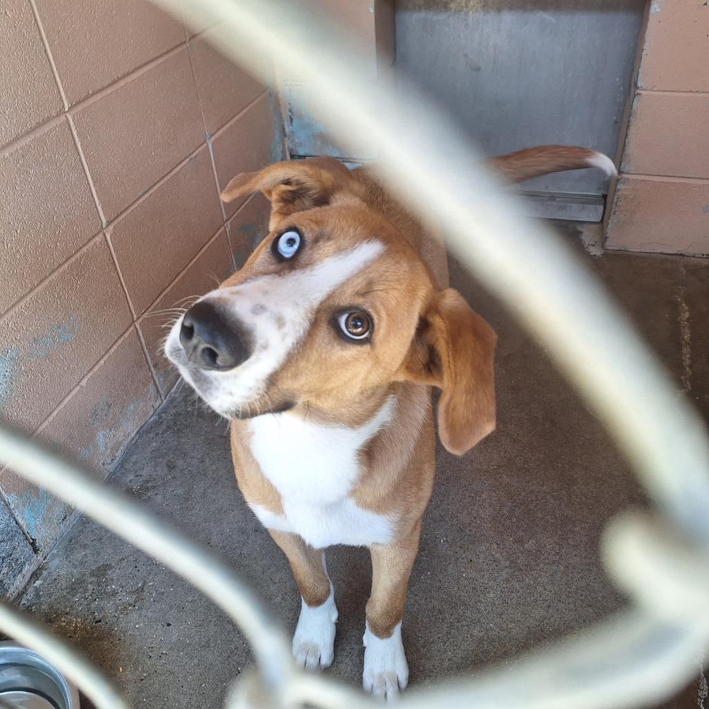 Enlarge Alaska, a Adoptable mixed breed in Gautier, MS image 1/2