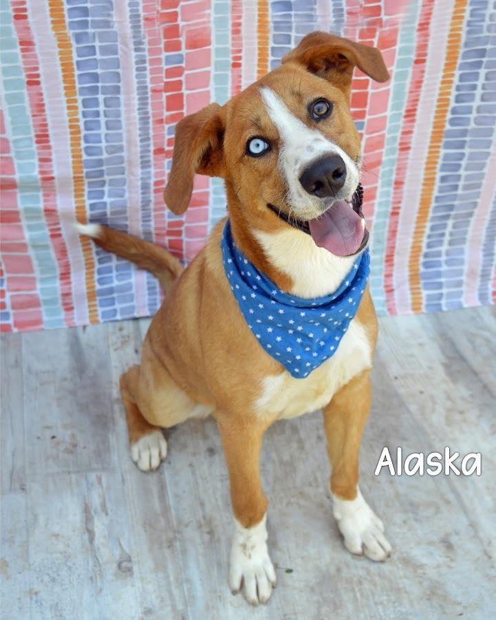 Enlarge Alaska, a Adoptable mixed breed in Gautier, MS image 2/2