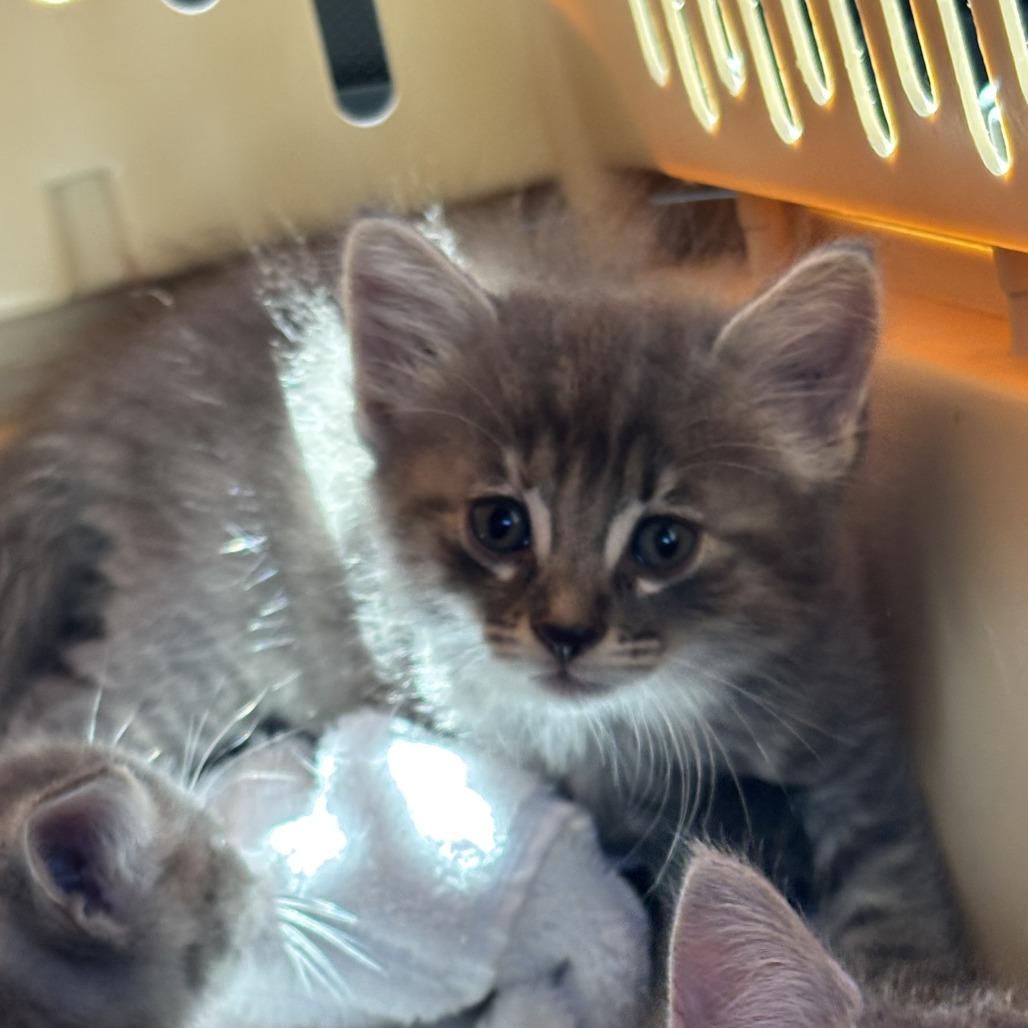 Digit, Adoptable, Kitten Female Domestic Medium Hair.