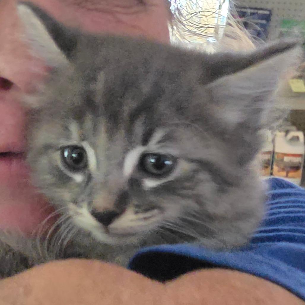 Enlarge Digit, a Adoptable Domestic Medium Hair in Escondido, CA image 2/6