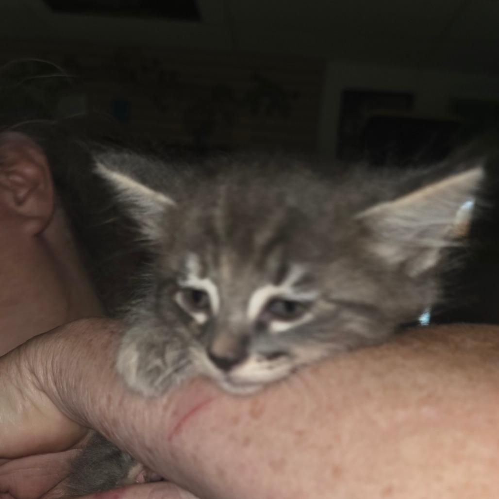 Enlarge Digit, a Adoptable Domestic Medium Hair in Escondido, CA image 3/6