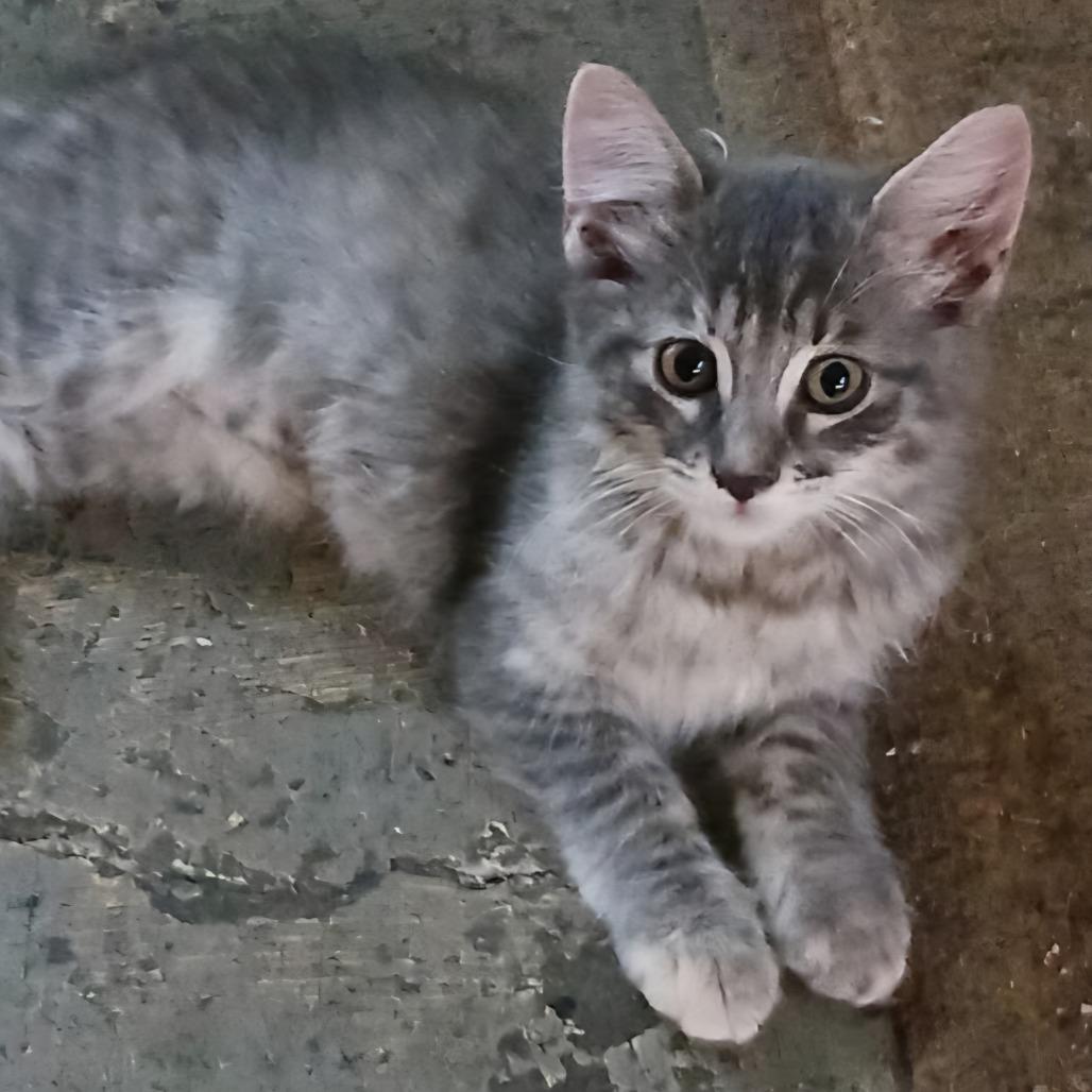 Enlarge Digit, a Adoptable Domestic Medium Hair in Escondido, CA image 4/6
