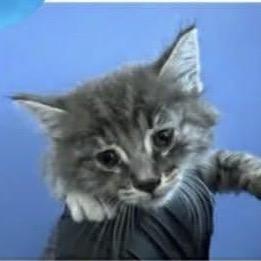 Enlarge Digit, a Adoptable Domestic Medium Hair in Escondido, CA image 6/6