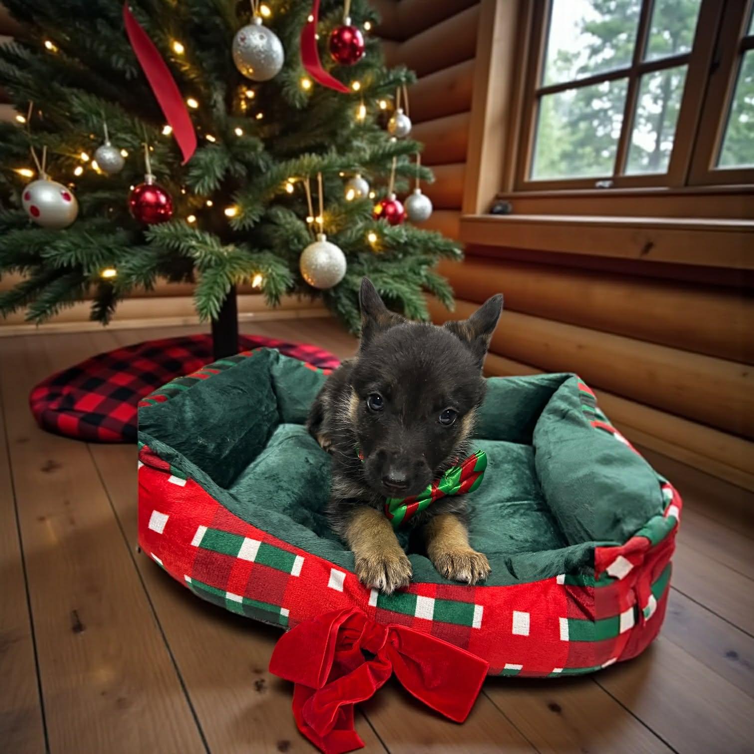 Enlarge Doc, a Adoptable mixed breed in Effingham, IL image 3/5