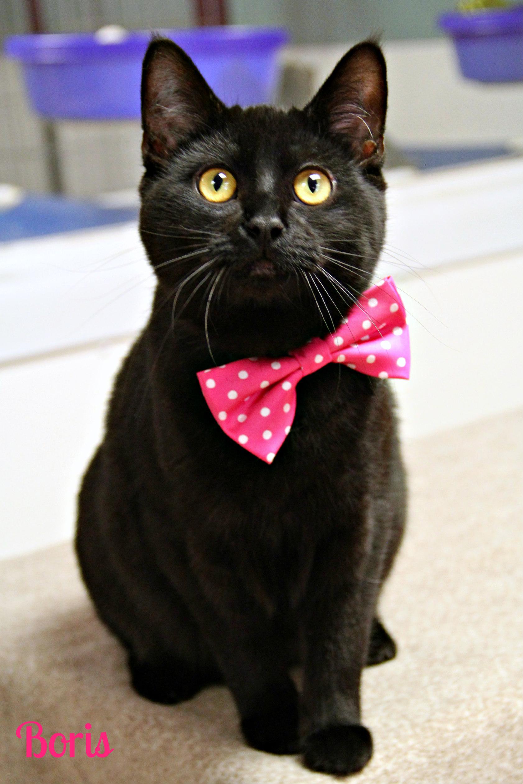 Enlarge Boris, a ADOPTABLE Domestic Short Hair in Vinton, IA image 1/1