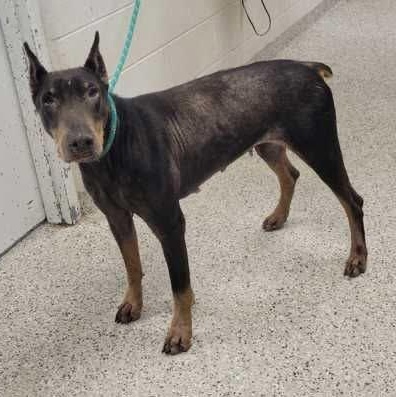 Nellie, Adoptable, Senior Female Doberman Pinscher.