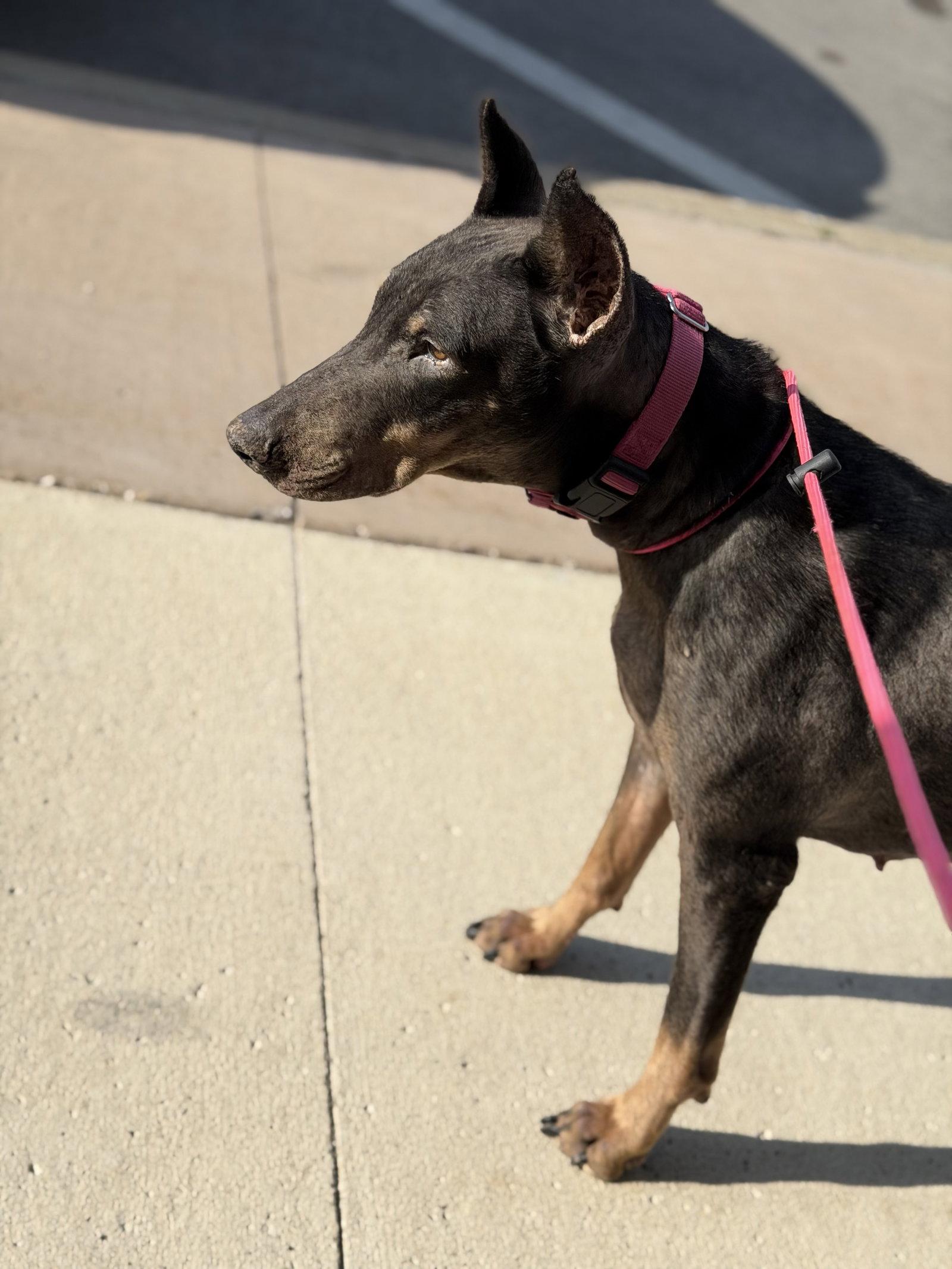 Nellie, Adoptable, Adult Female Doberman Pinscher.