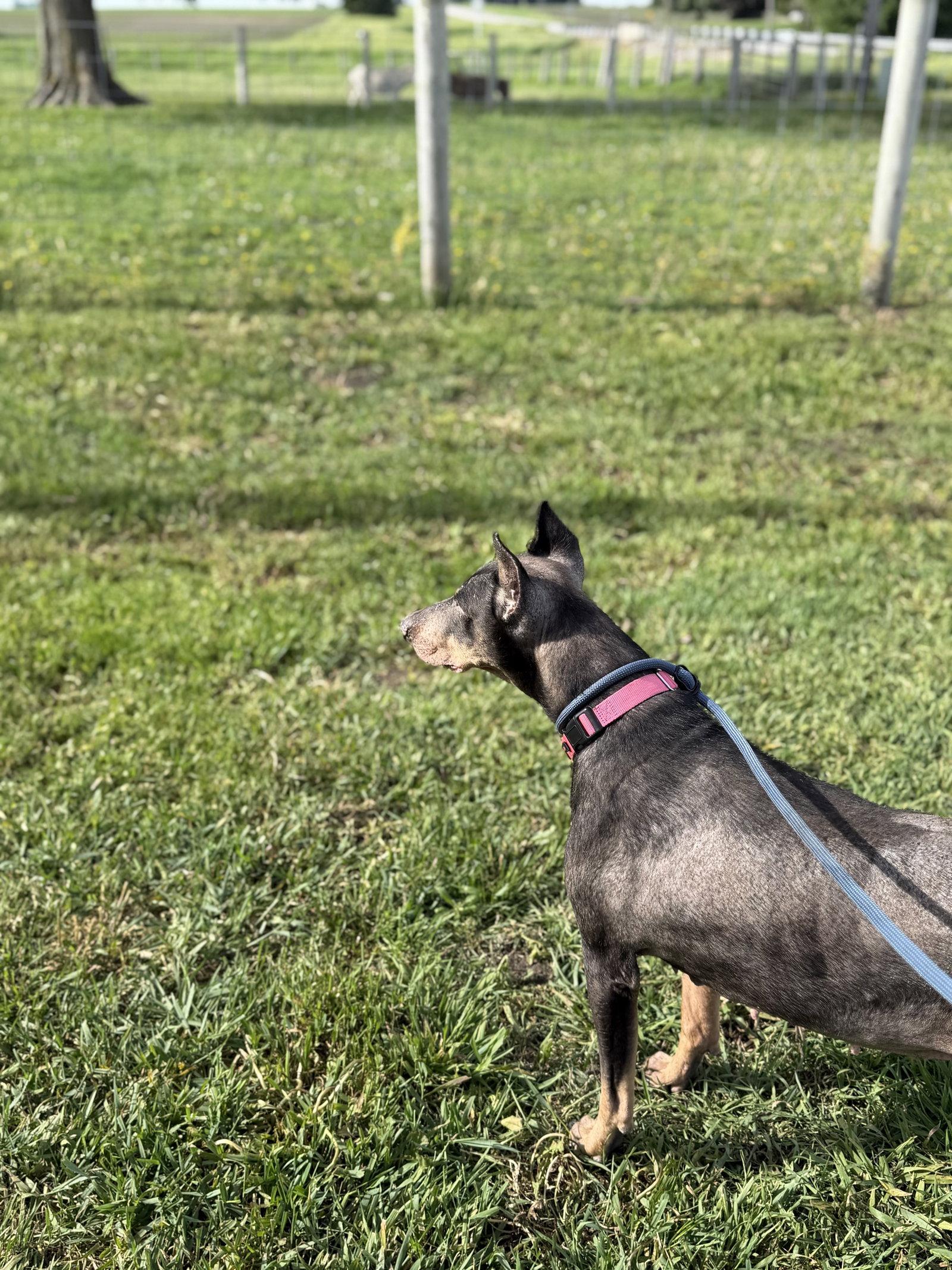 Nellie, a Adoptable Doberman Pinscher in Buffalo, MN image 2/3