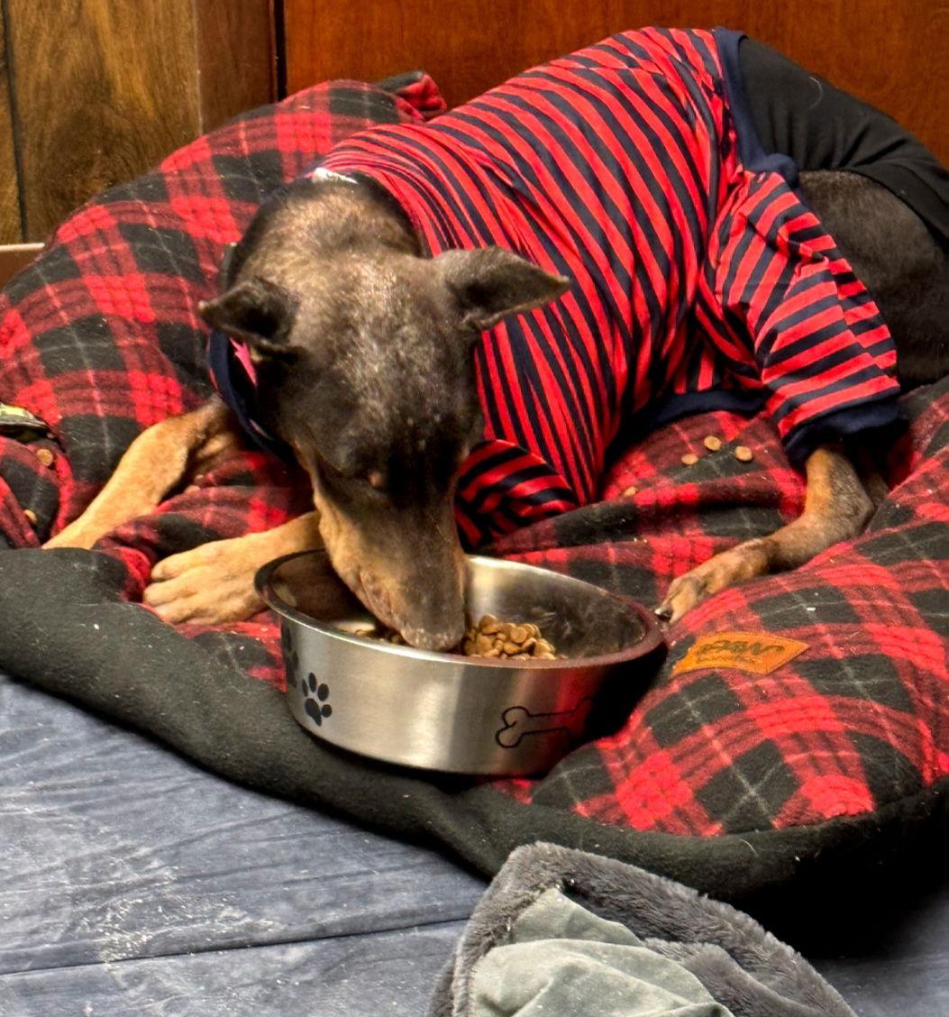 Nellie Foster Needed!, Adoptable, Senior Female Doberman Pinscher.