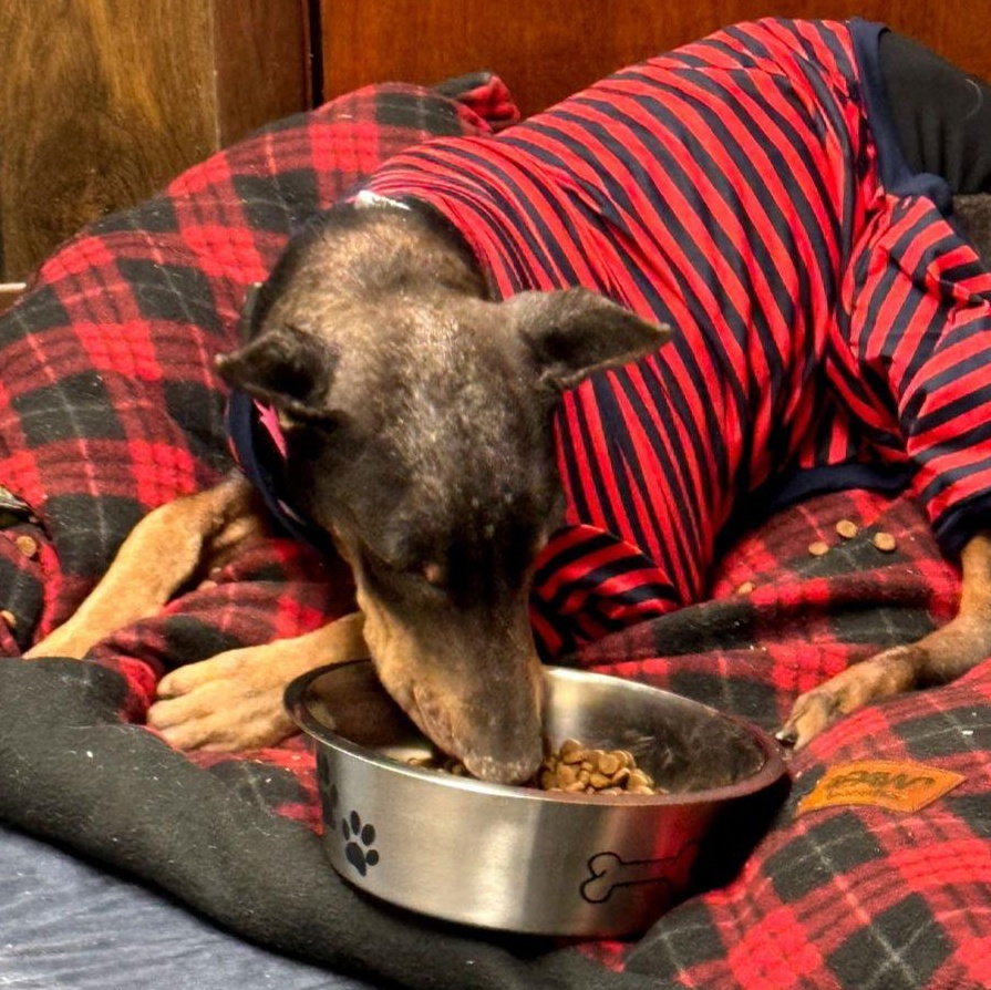 Enlarge Nellie, a Adoptable Doberman Pinscher in Buffalo, MN image 3/3