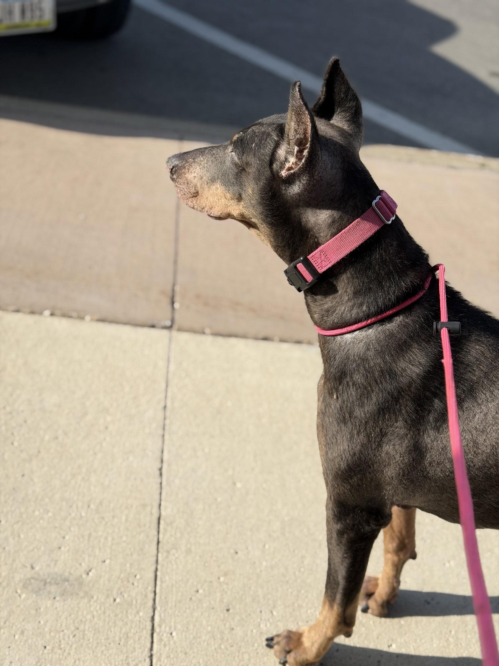 Nellie, a Adoptable Doberman Pinscher in Buffalo, MN image 3/3