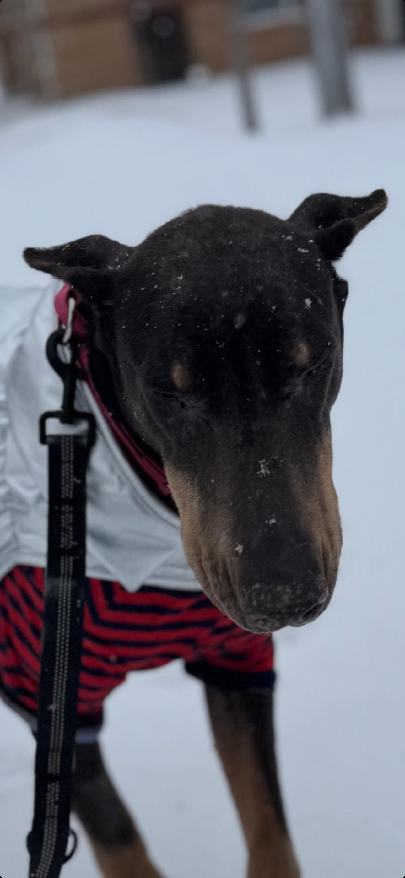 Nellie, Adoptable, Senior Female Doberman Pinscher.