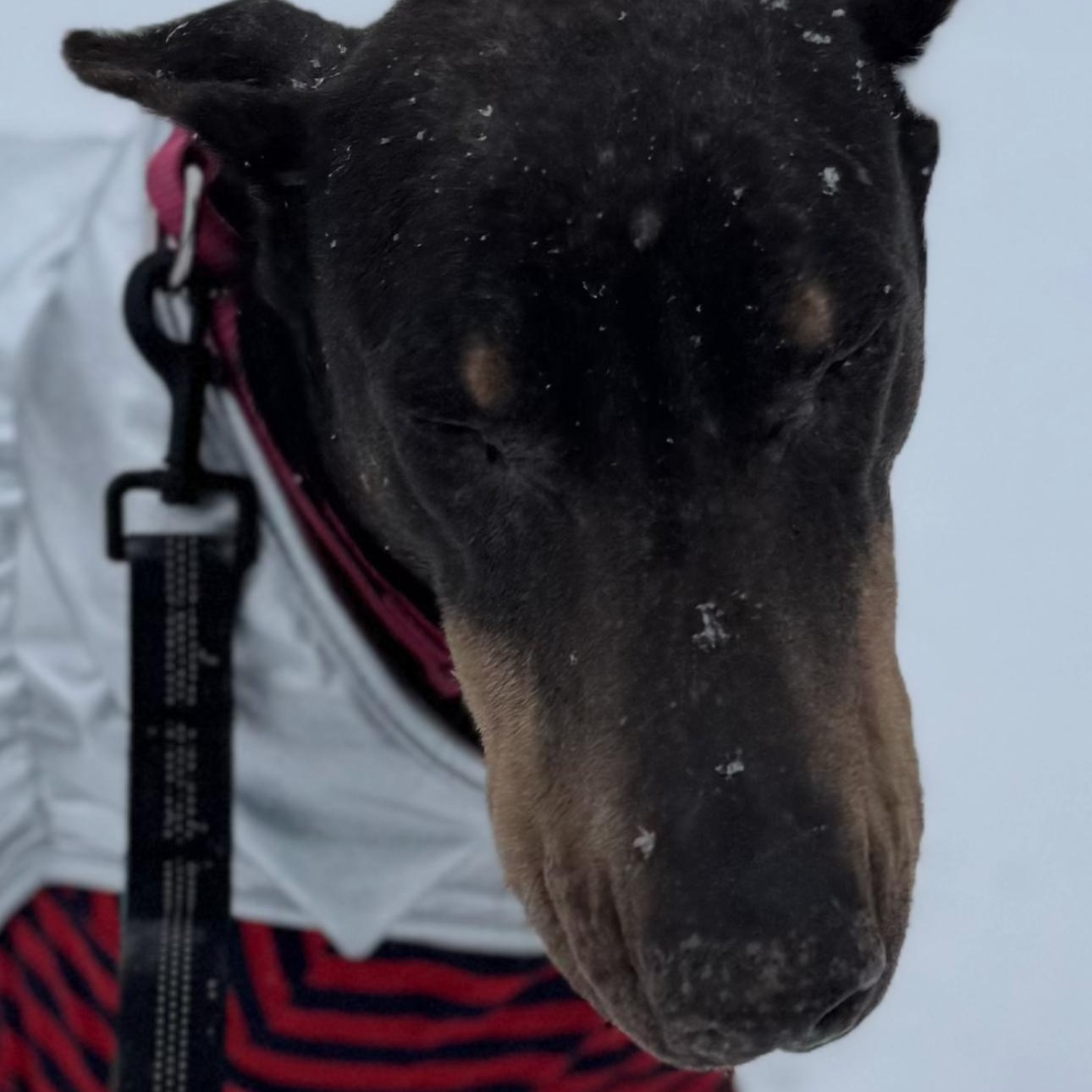 Enlarge Nellie, a Adoptable Doberman Pinscher in Buffalo, MN image 2/3