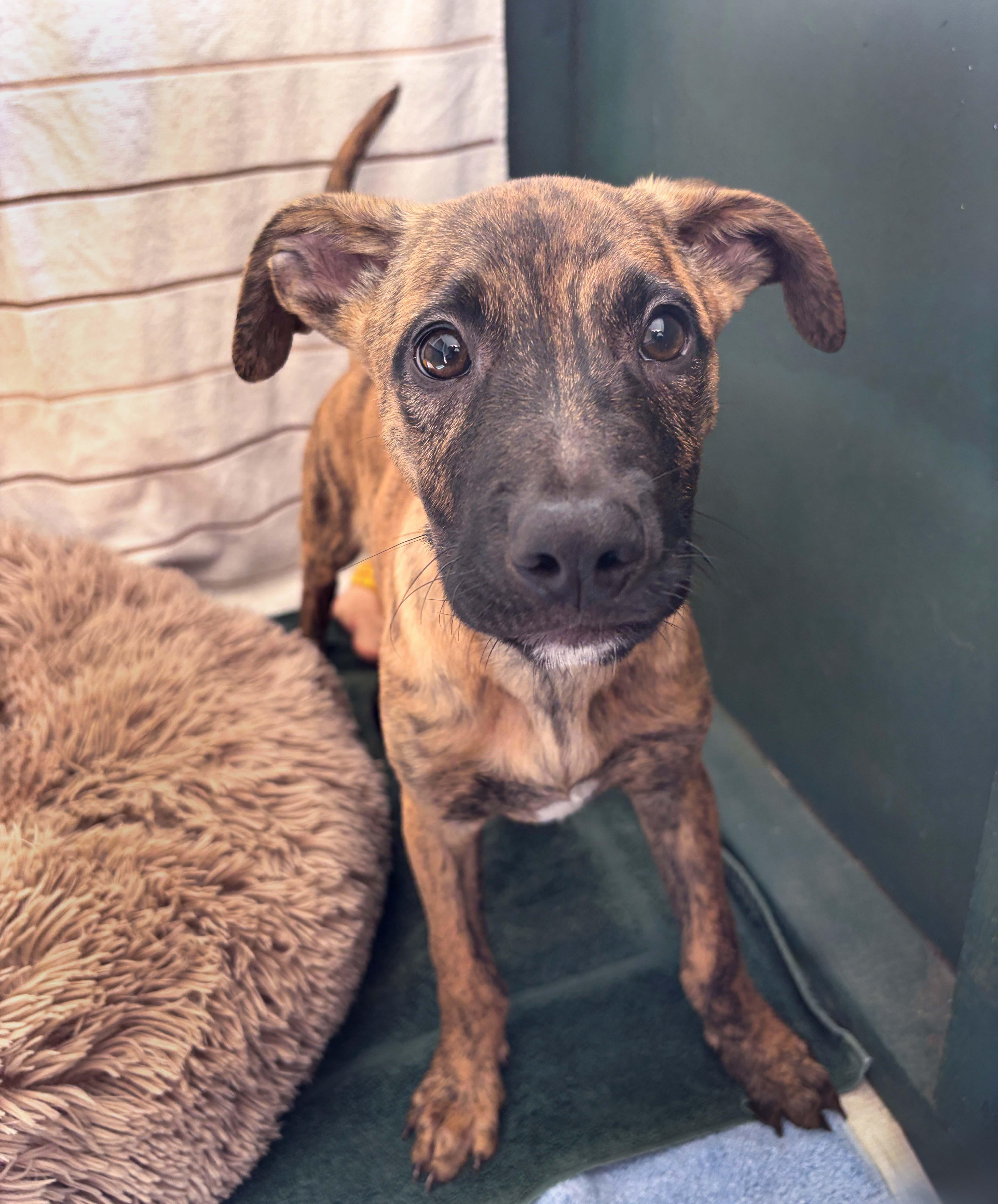 Enlarge Hulk, a Adoptable mixed breed in Lindenhurst, NY image 1/1