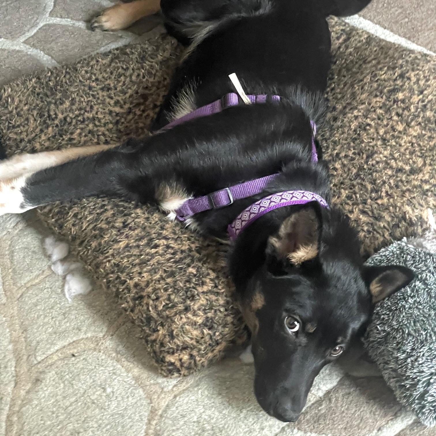 Enlarge Princess, a ADOPTABLE mixed breed in Prior Lake, MN image 3/4