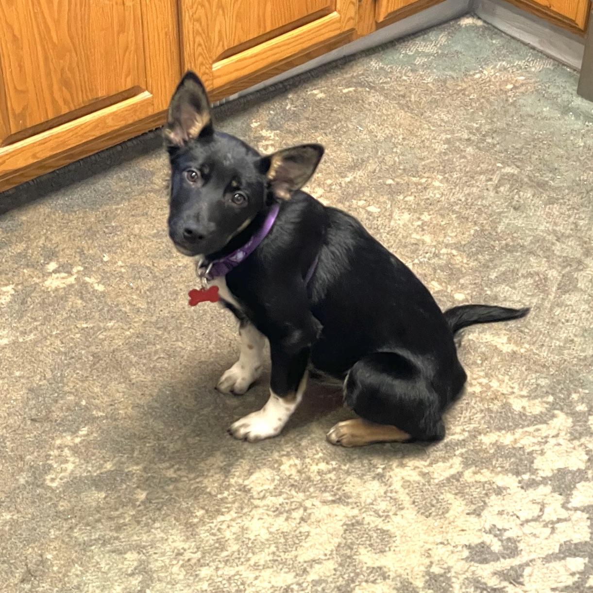 Enlarge Princess, a ADOPTABLE mixed breed in Prior Lake, MN image 2/4