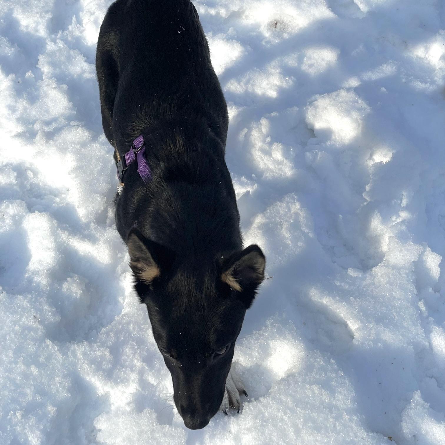 Enlarge Princess, a ADOPTABLE mixed breed in Prior Lake, MN image 4/4