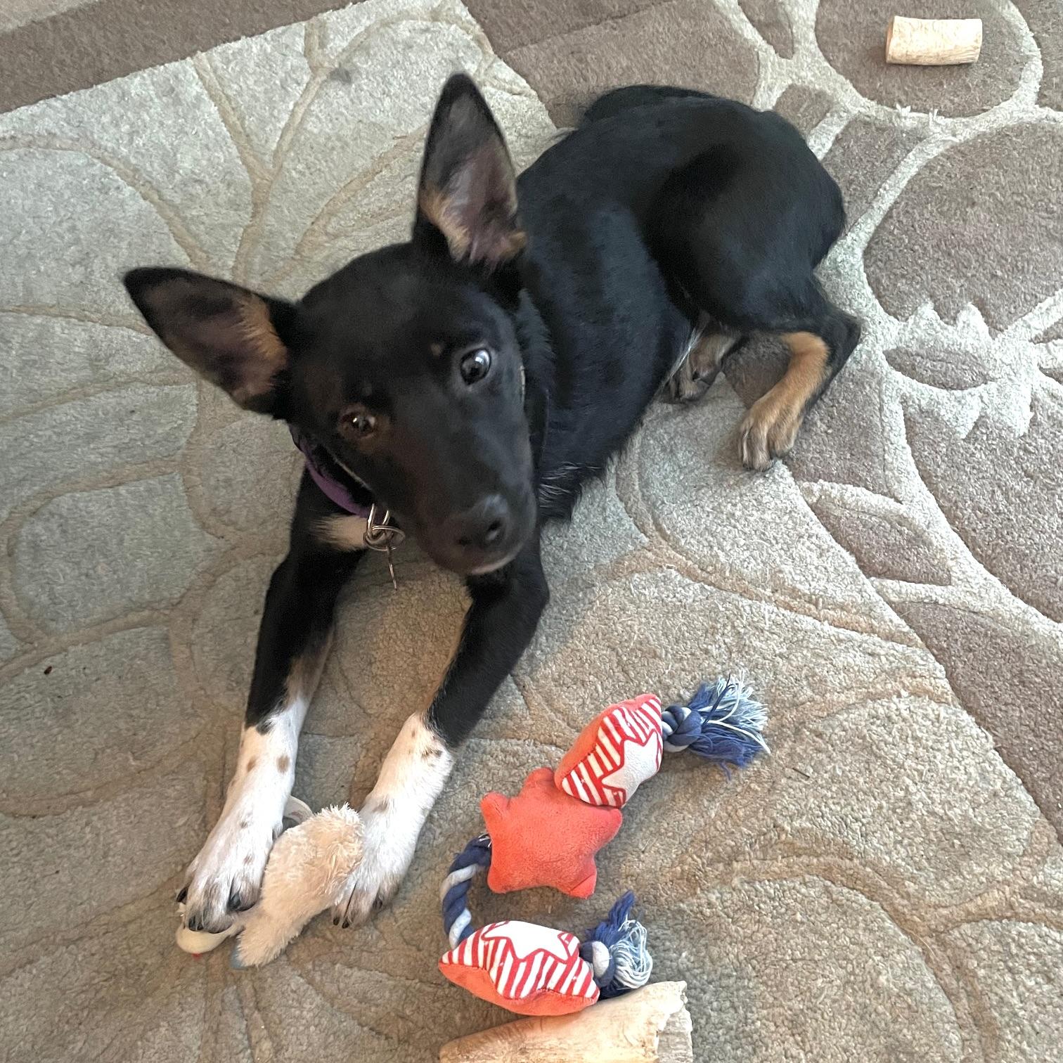 Princess, ADOPTABLE, Puppy Female Australian Kelpie & Mixed Breed.