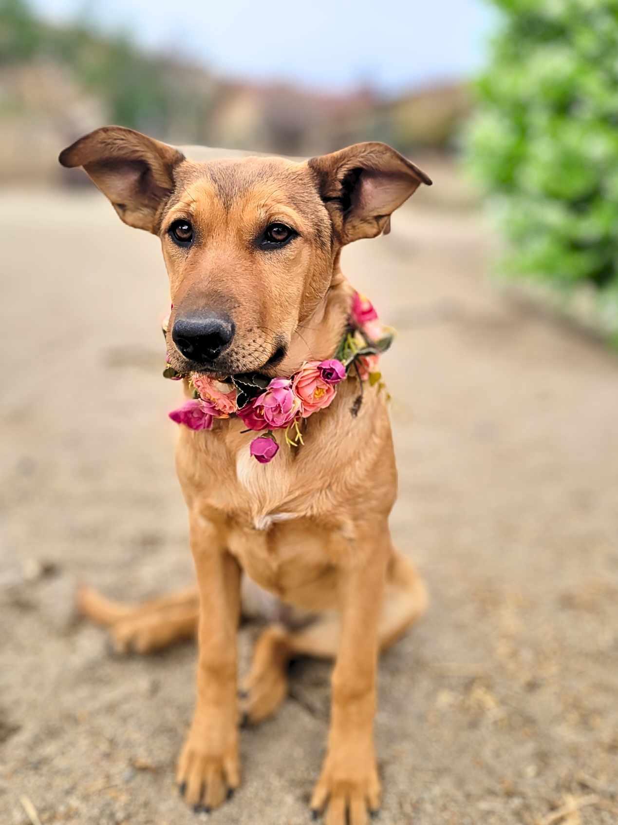 Dahlia, an adopted Shepherd Mix in Temecula, CA_image-1