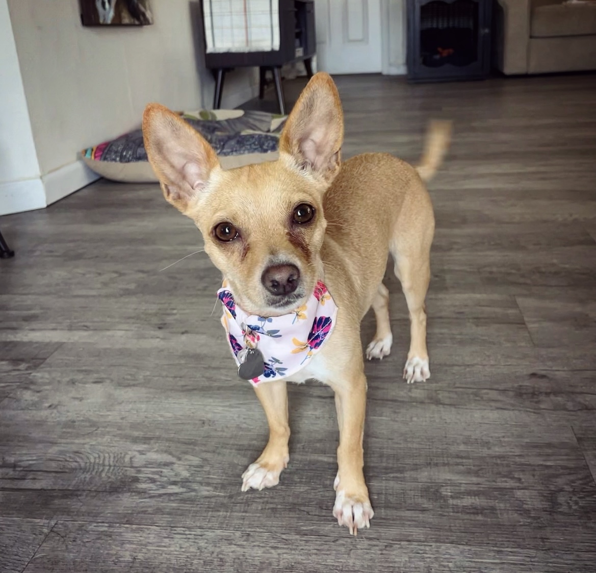 Enlarge Carat, a Adopted mixed breed in Scottsdale, AZ image 1/13