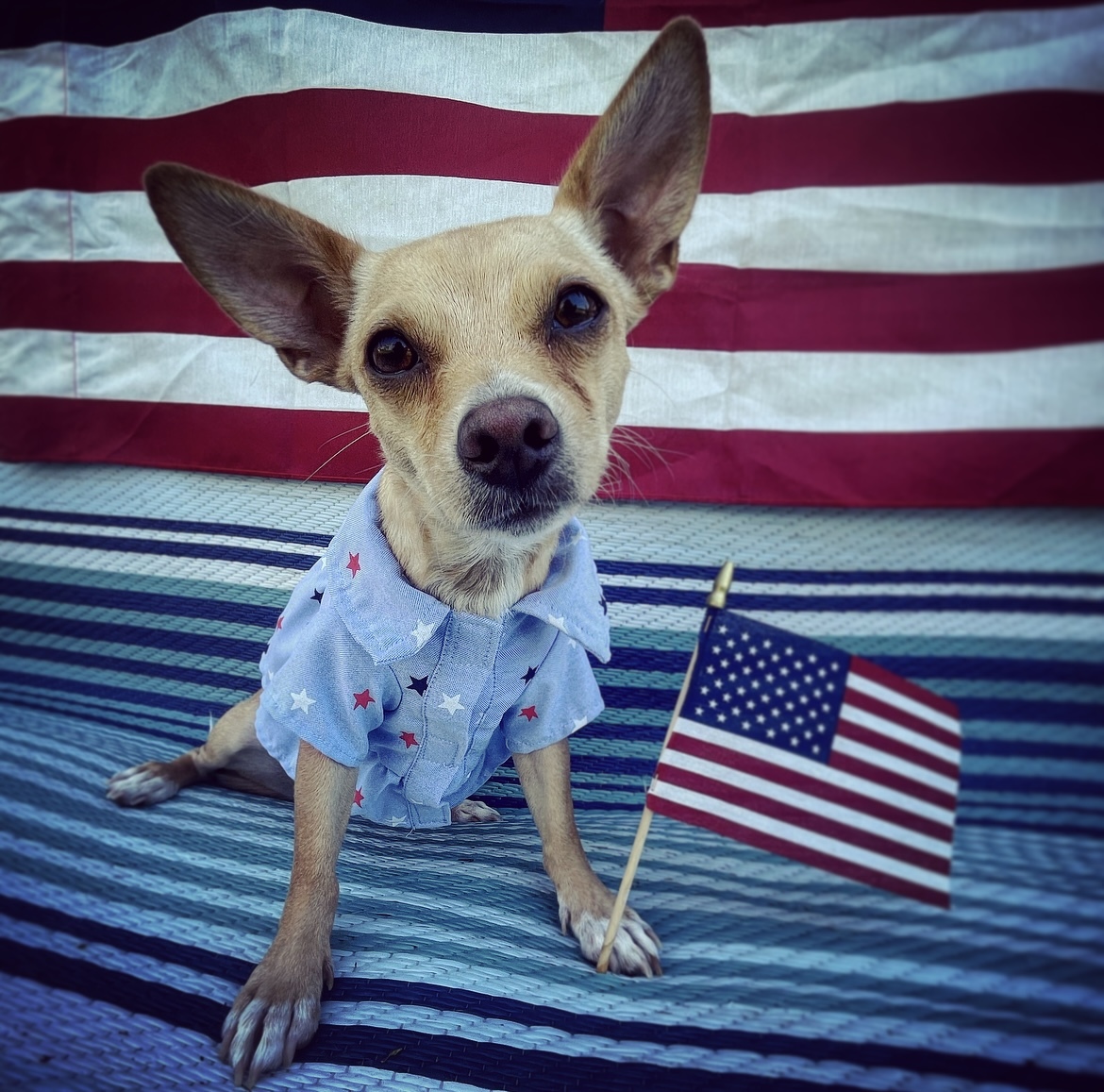 Enlarge Carat, a Adopted mixed breed in Scottsdale, AZ image 2/13