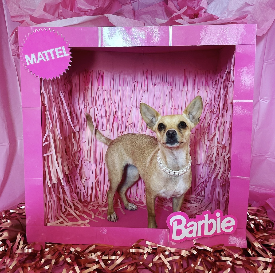 Enlarge Carat, a Adopted mixed breed in Scottsdale, AZ image 3/13