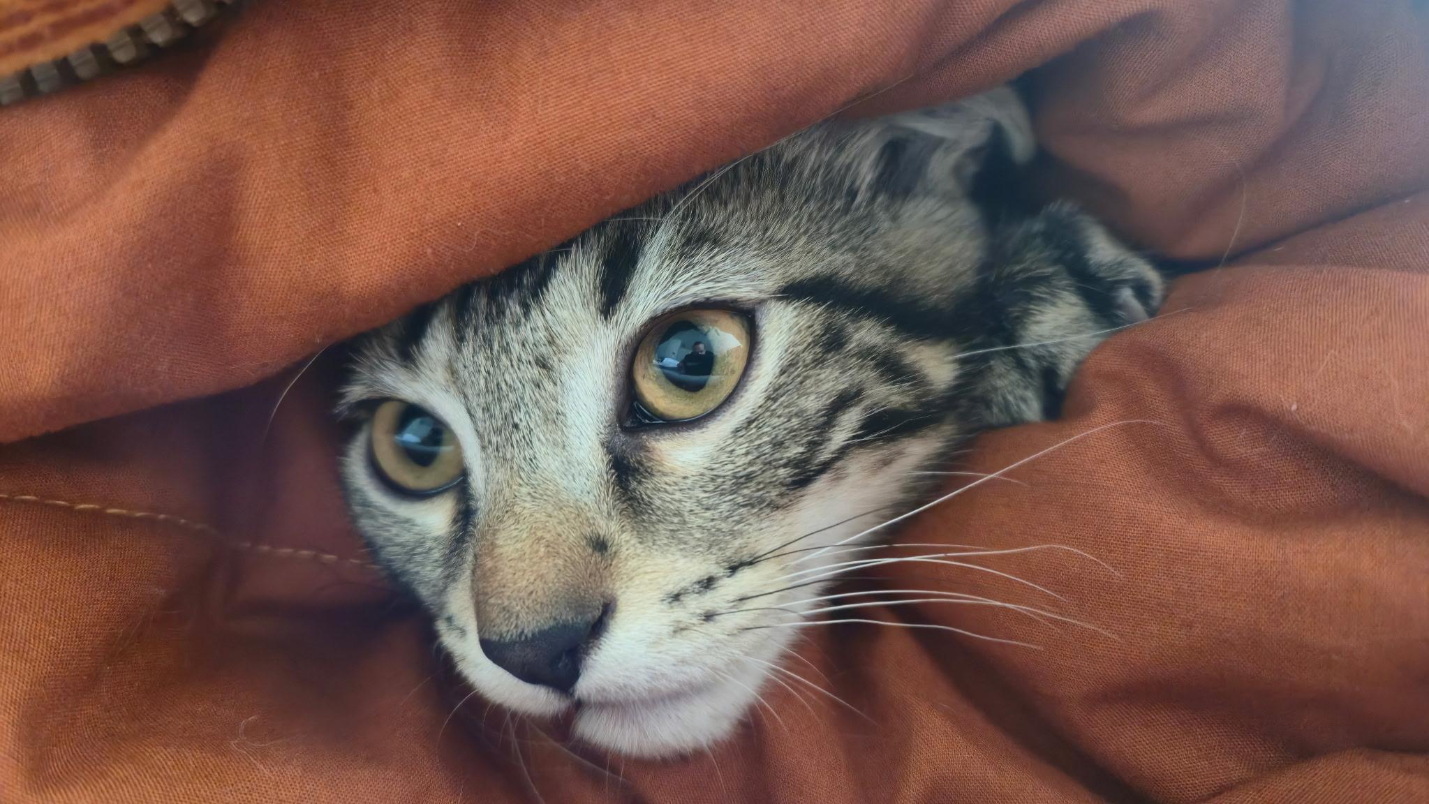 Jasper ....COURTESY LISTING...CONTACT OWNER, adopted, Young Male Domestic Short Hair.