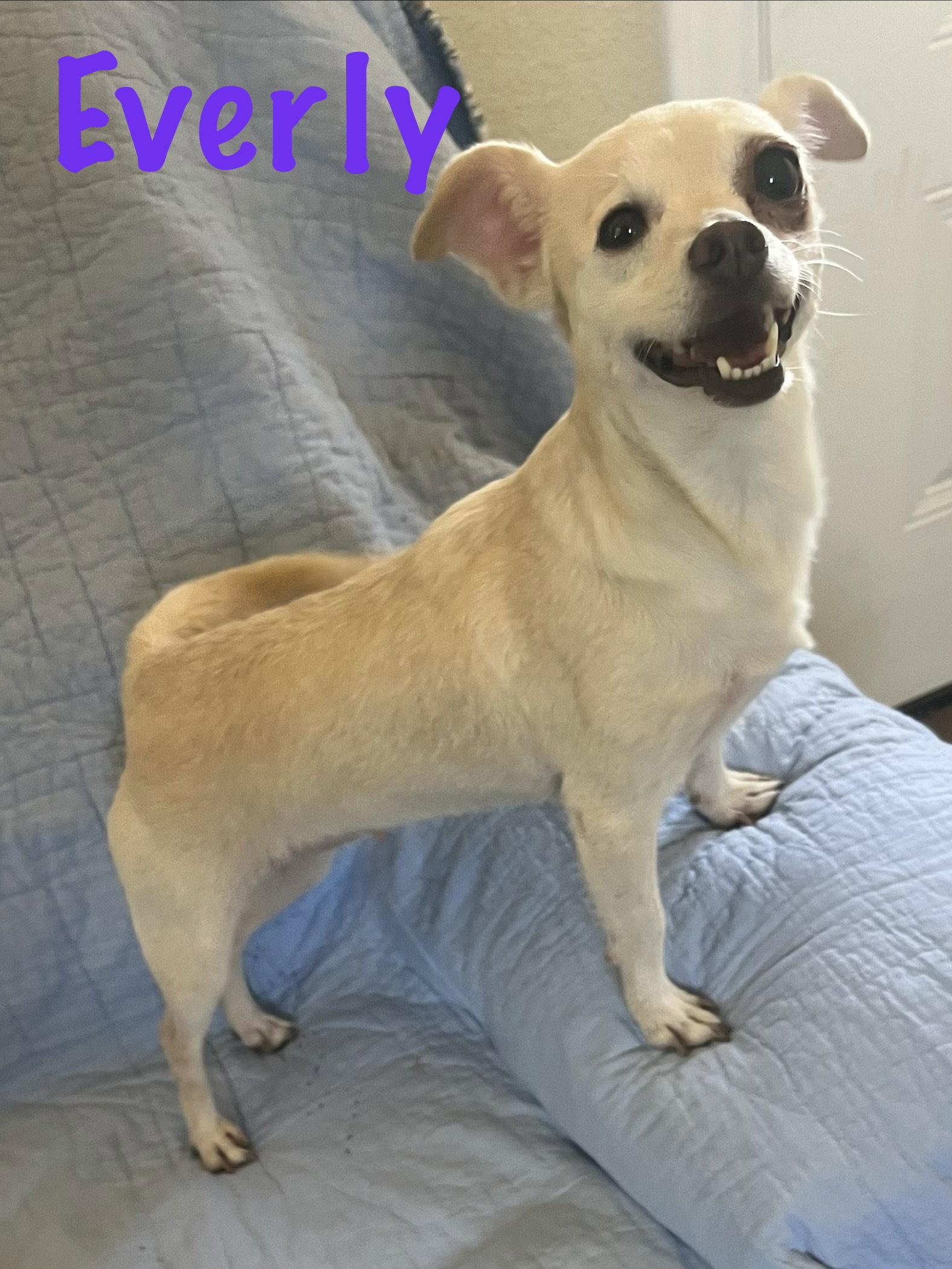 Everly, Adoptable, Adult Female Chihuahua.