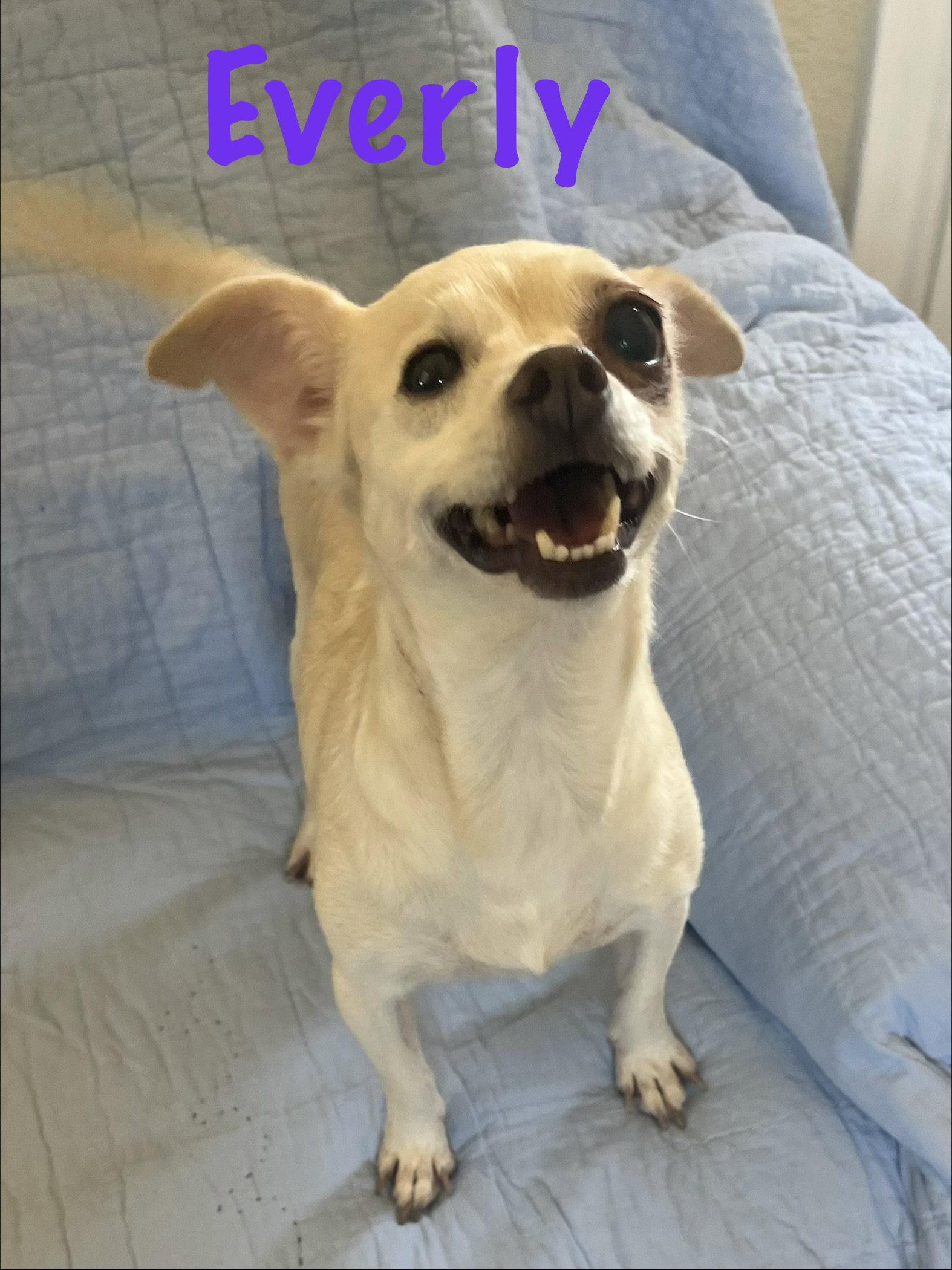 Enlarge Everly, a Adoptable Chihuahua in Pipe Creek, TX image 2/3